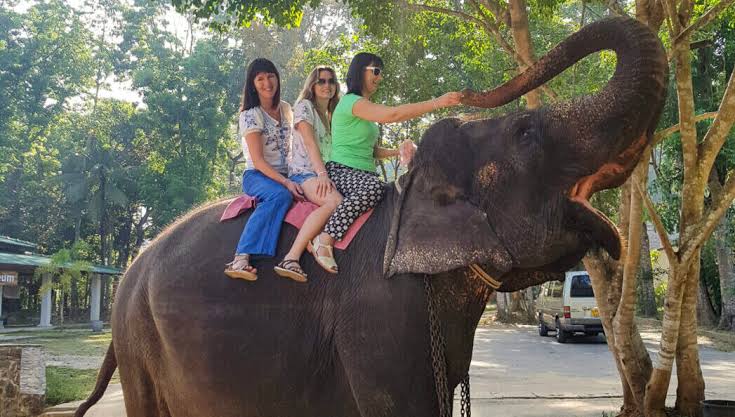 Elephant