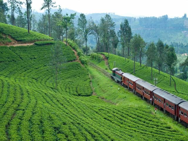Tea Plantation