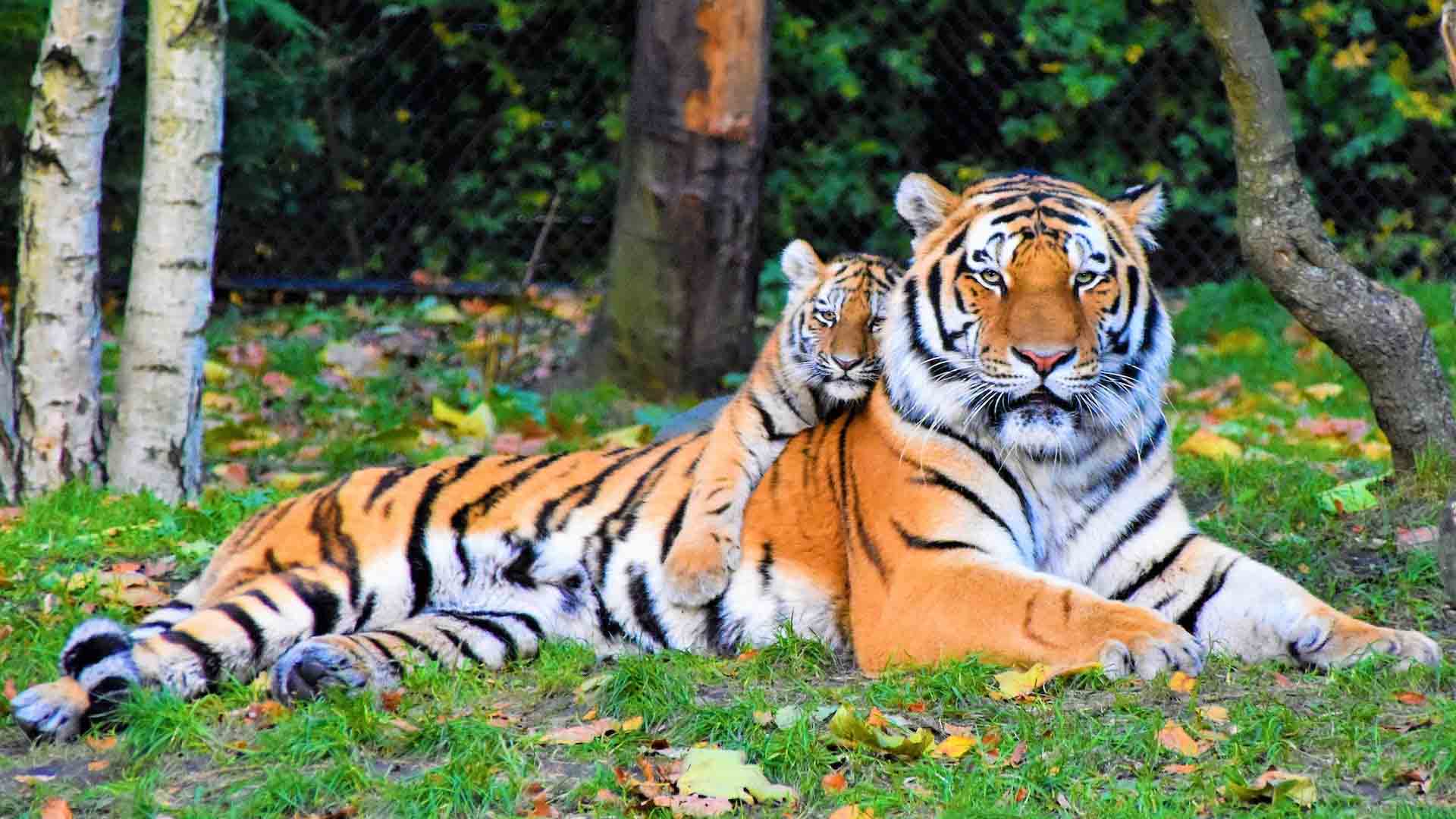Wildlife Tours